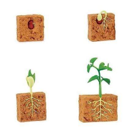 SAFARI Animales y Dinosaurios Coleccionables Ciclo de vida de una planta de judías verdes SA662416