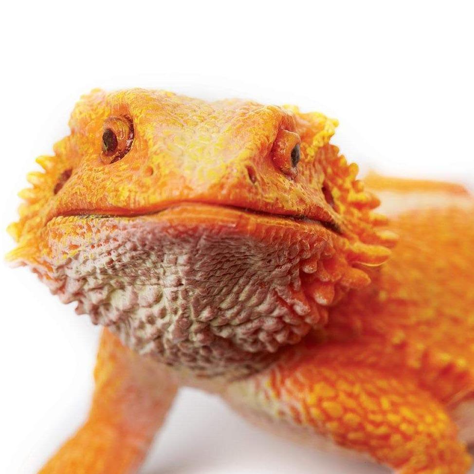 SAFARI Animales y Dinosaurios Coleccionables Dragón Barbudo SA263129