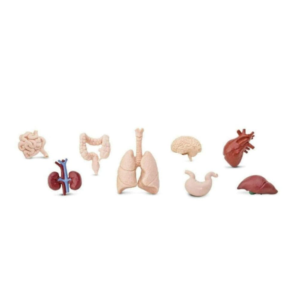 SAFARI Animales y Dinosaurios Coleccionables Órganos humanos Coleccionables TOOB SA689304