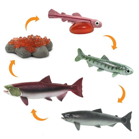 SAFARI Animales y Dinosaurios Coleccionables Ciclo de vida de salmón coleccionable