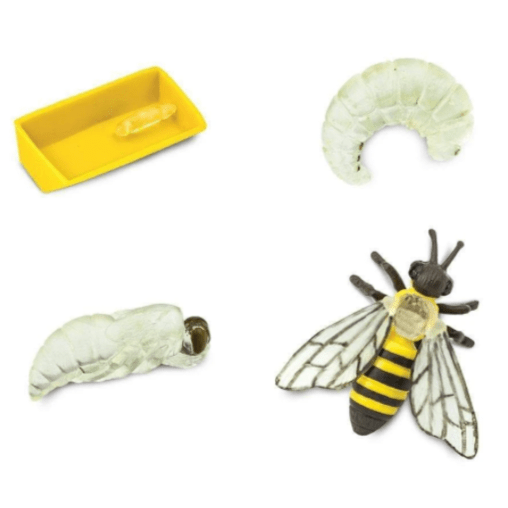 SAFARI Animales y Dinosaurios Coleccionables Ciclo de vida de una abeja Coleccionable SA622716