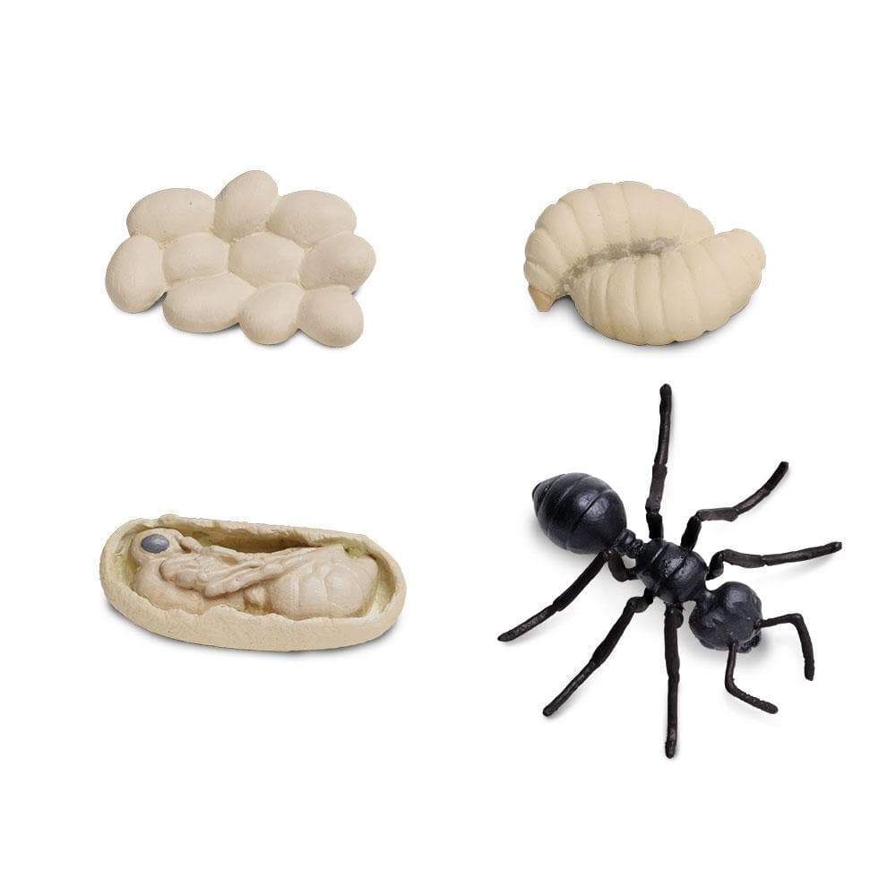 SAFARI Animales y Dinosaurios Coleccionables Ciclo de vida de una hormiga coleccionable SA663916