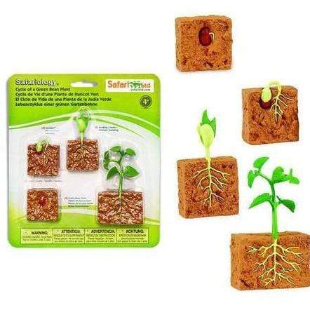 SAFARI Animales y Dinosaurios Coleccionables Ciclo de vida de una planta de judías verdes SA662416